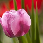 tulip-65789_640